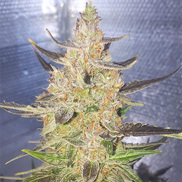 Семена конопли Auto Magnesia Haze Feminised Silver - 500 шт